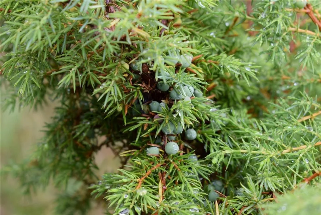 G21.4 bramslev bakker restaurant lunch fri 21 jul (21)